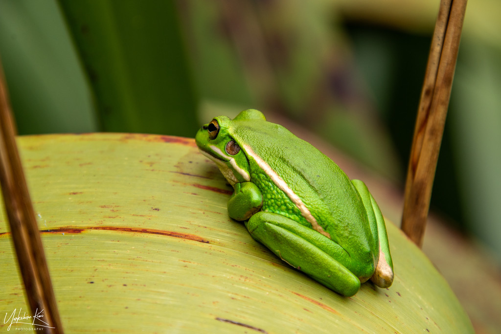 Green and Golden Bell Frog by yorkshirekiwi