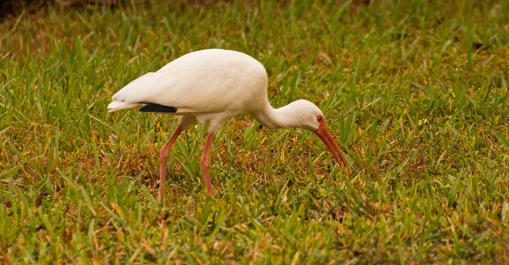 Ibis, Aerating the Lawn! by rickster549