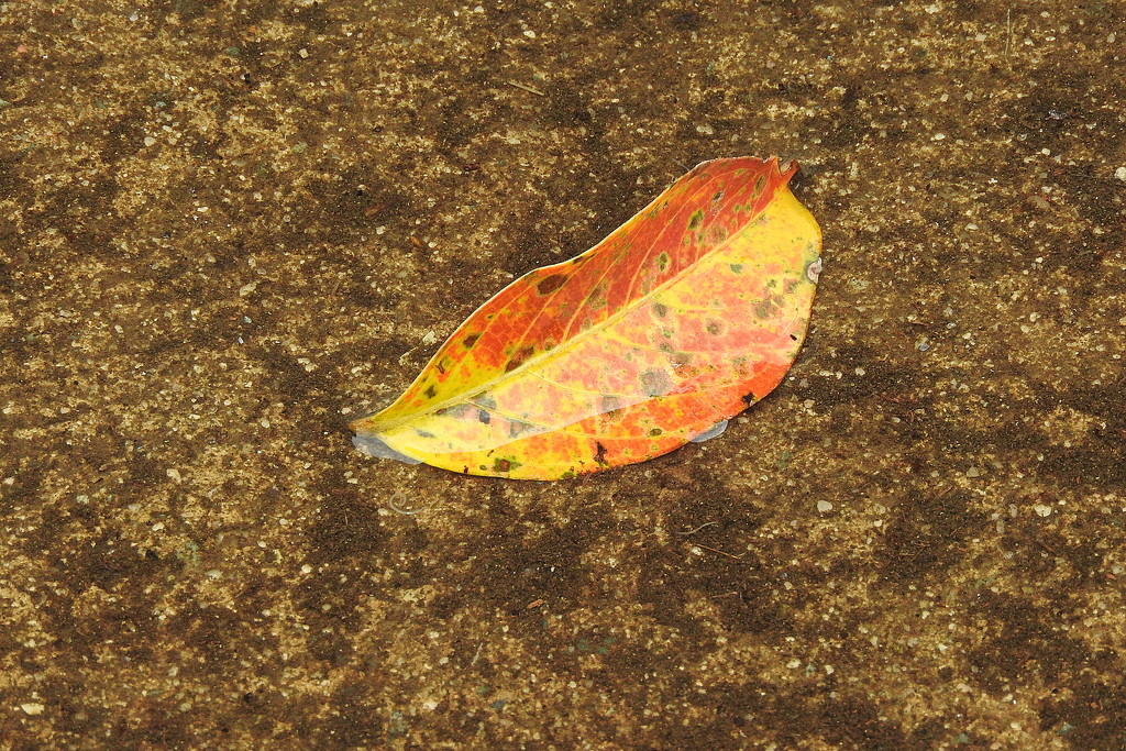 Lone leaf in a water by homeschoolmom