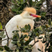 Cattle Egret,  by ludwigsdiana