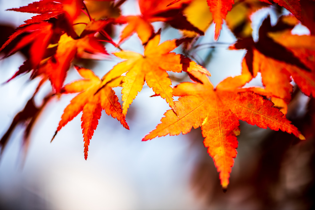 Fall Foliage by kwind