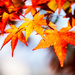 Fall Foliage by kwind