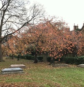 6th Nov 2018 - Autumn in the churchyard