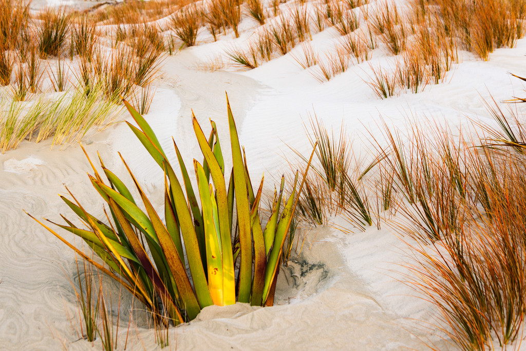 Flax at Stewart Island by yaorenliu