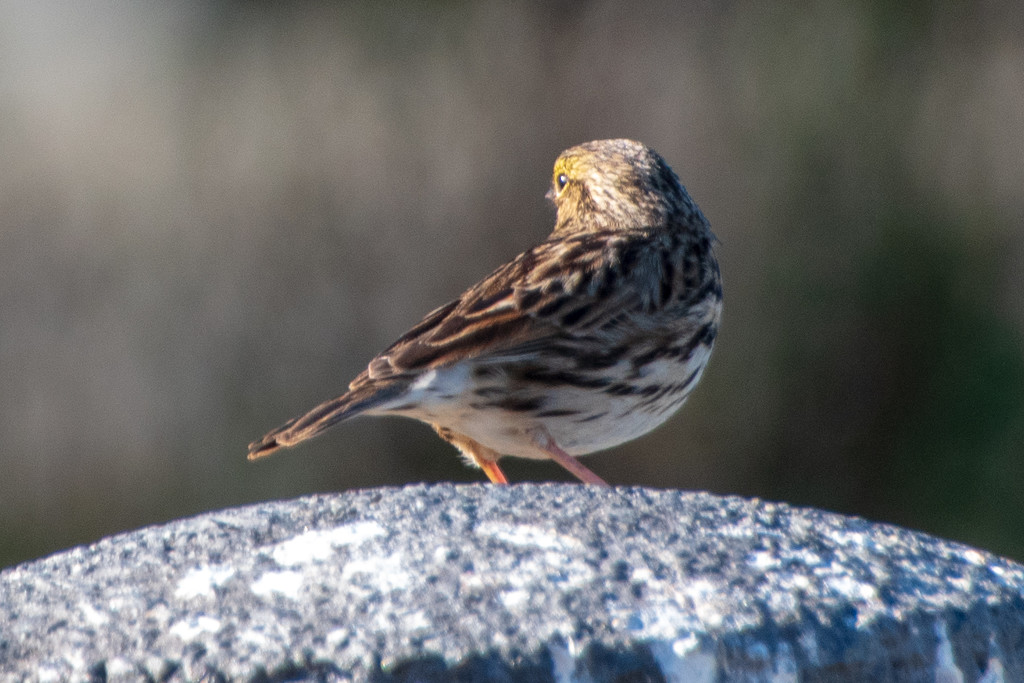 Savannah Sparrow by nicoleweg