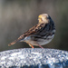 Savannah Sparrow by nicoleweg