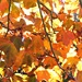Autumn colour by judithdeacon