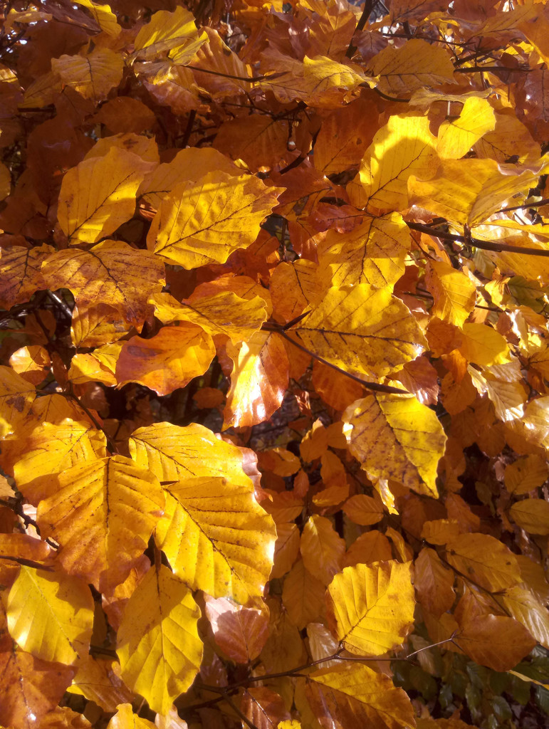 163 Autumn colours by angelar