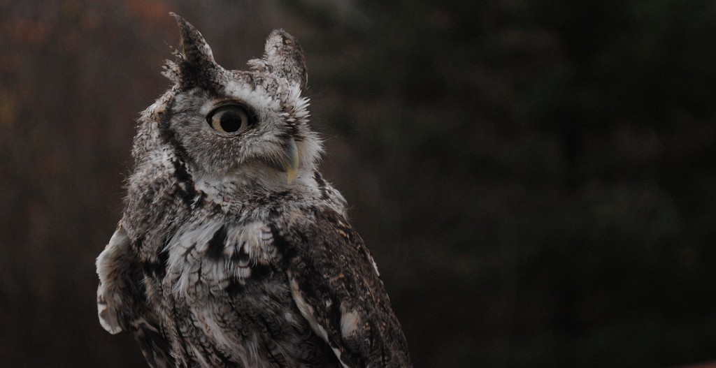Day 310:  Otis - Eastern Screech Owl  by jeanniec57