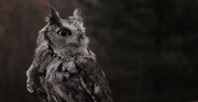 6th Nov 2018 - Day 310:  Otis - Eastern Screech Owl 