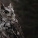 Day 310:  Otis - Eastern Screech Owl  by jeanniec57
