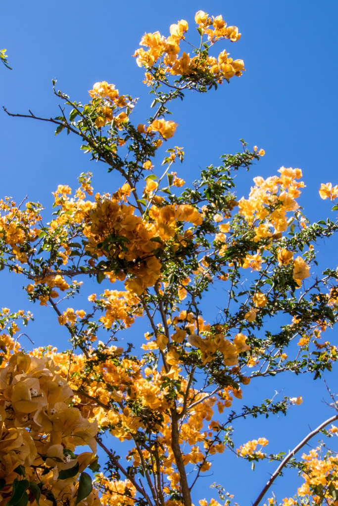 Looking up - Bougainvillea 2 by seacreature