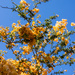 Looking up - Bougainvillea 2 by seacreature