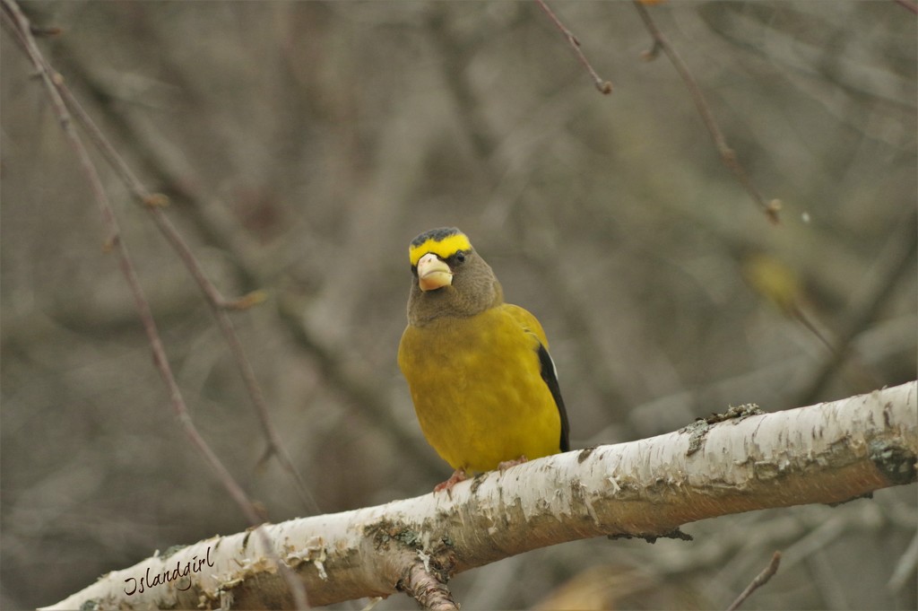 The Evening Grosbeaks are back! by radiogirl