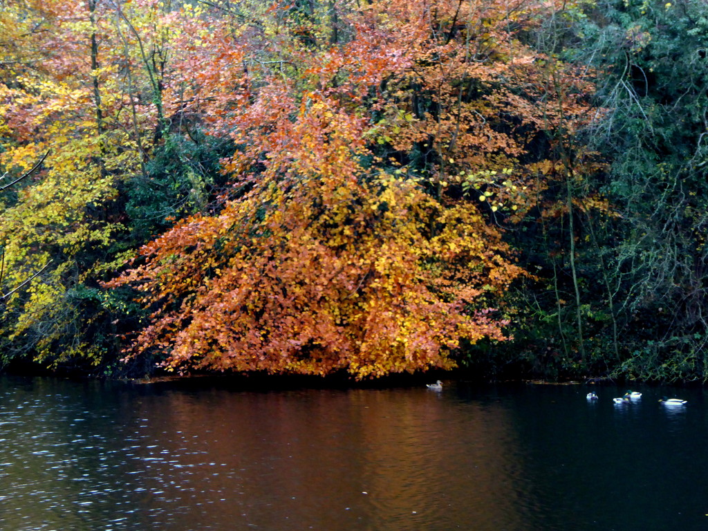 Autumn Cascade.  by gaf005