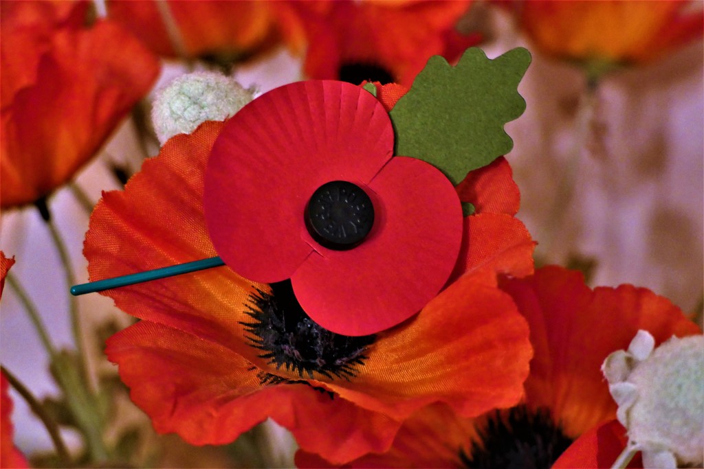 Wear Your Poppy with Pride by carole_sandford