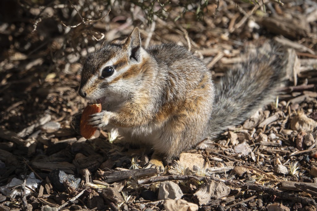 Snacking Squirrel by jyokota