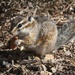 Snacking Squirrel by jyokota