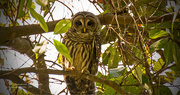 7th Nov 2018 - Today's Barred Owl Shot!