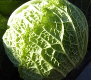 3rd Nov 2018 - Close up of a cabbage( two c's today)