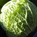 Close up of a cabbage( two c's today) by chimfa