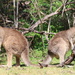 Bookend roos by gilbertwood