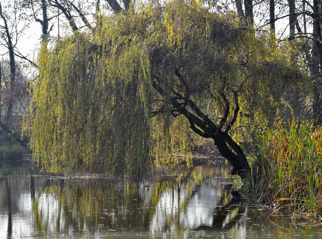 Willow on the shore of the lake by kork
