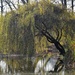 Willow on the shore of the lake by kork