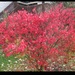 Our burnish bush in it's glory  by bruni