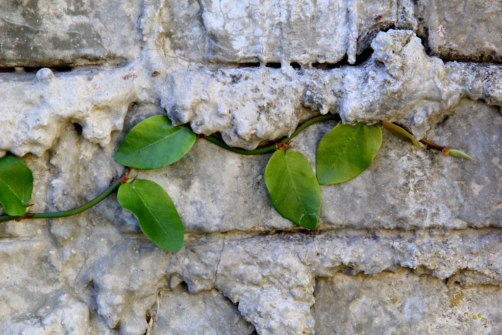 Creeping Fig by calm
