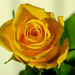 Yellow rose by elisasaeter