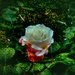 Till the white rose blooms again… by maggiemae