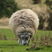 Yorkshire Ram by shepherdman
