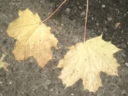 5th Nov 2018 - Autumn Leaves 