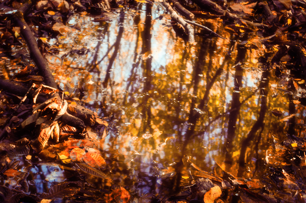 Forest Puddle by fbailey