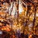 Forest Puddle by fbailey