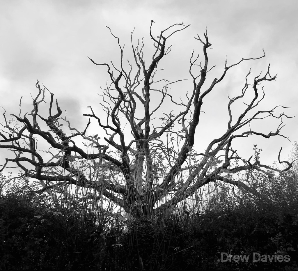 Branching out.  by 365projectdrewpdavies