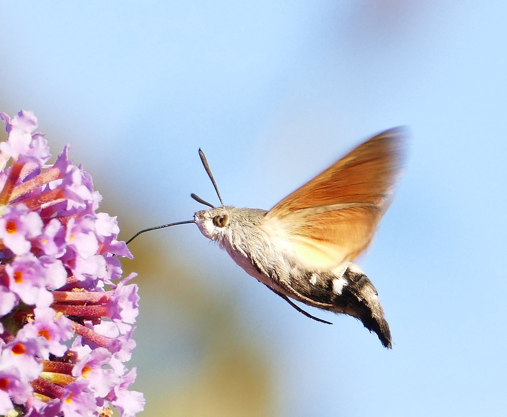 Humming Bird Hawk Moth by jesika2