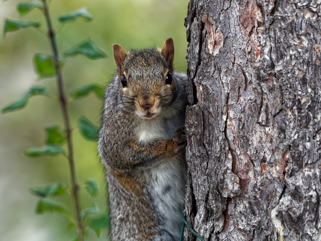 squirrel by tree by rminer