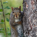 squirrel by tree by rminer