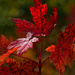 red autumn leaves by rminer