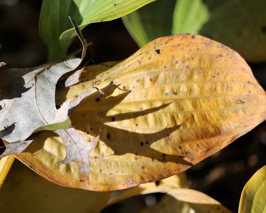 November 8: Leaf Shadow by daisymiller
