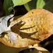 November 8: Leaf Shadow by daisymiller