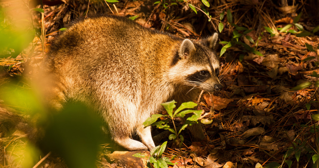 One More Raccoon! by rickster549