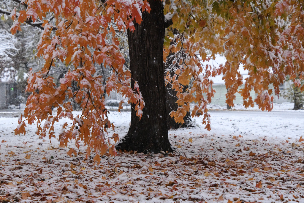 Autumn and Winter Collide by kareenking
