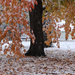 Autumn and Winter Collide by kareenking
