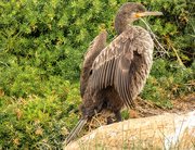 9th Nov 2018 - Juvenile Cape Cormorant 