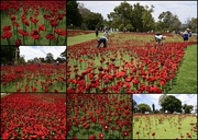 9th Nov 2018 - Poppies For Remembrance Day