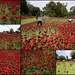 Poppies For Remembrance Day by merrelyn