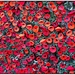 knitted poppies by judithdeacon